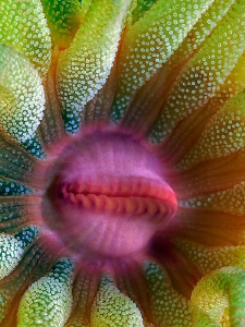 "Cup Coral's Portrait"

from Kasai Village, Moalboal, P... by Henry Jager 